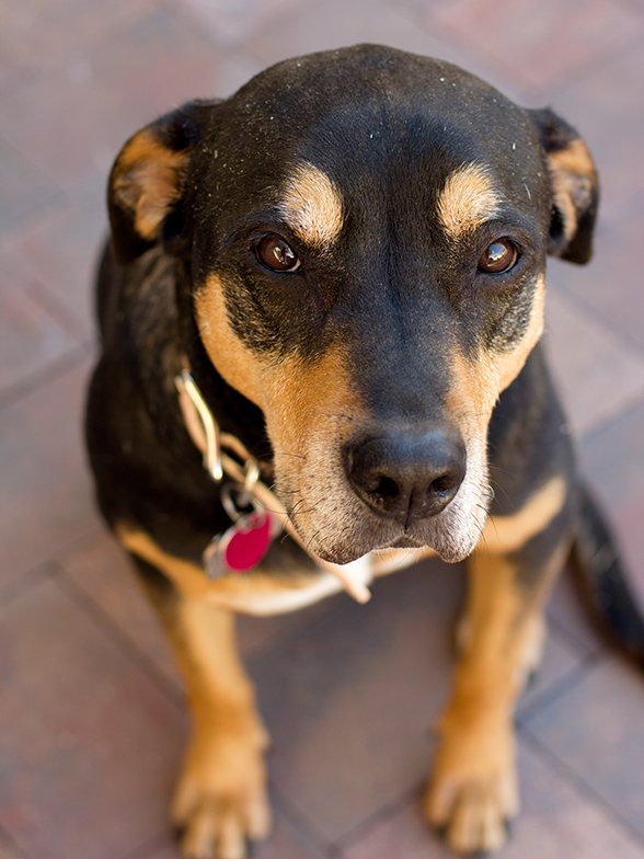 Best Pet Tracking Apps on The Neighborhood #letsneighbor