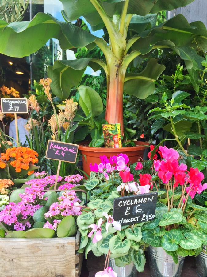 Beautiful flowers at a shop in London; check out this travel guide to the city!