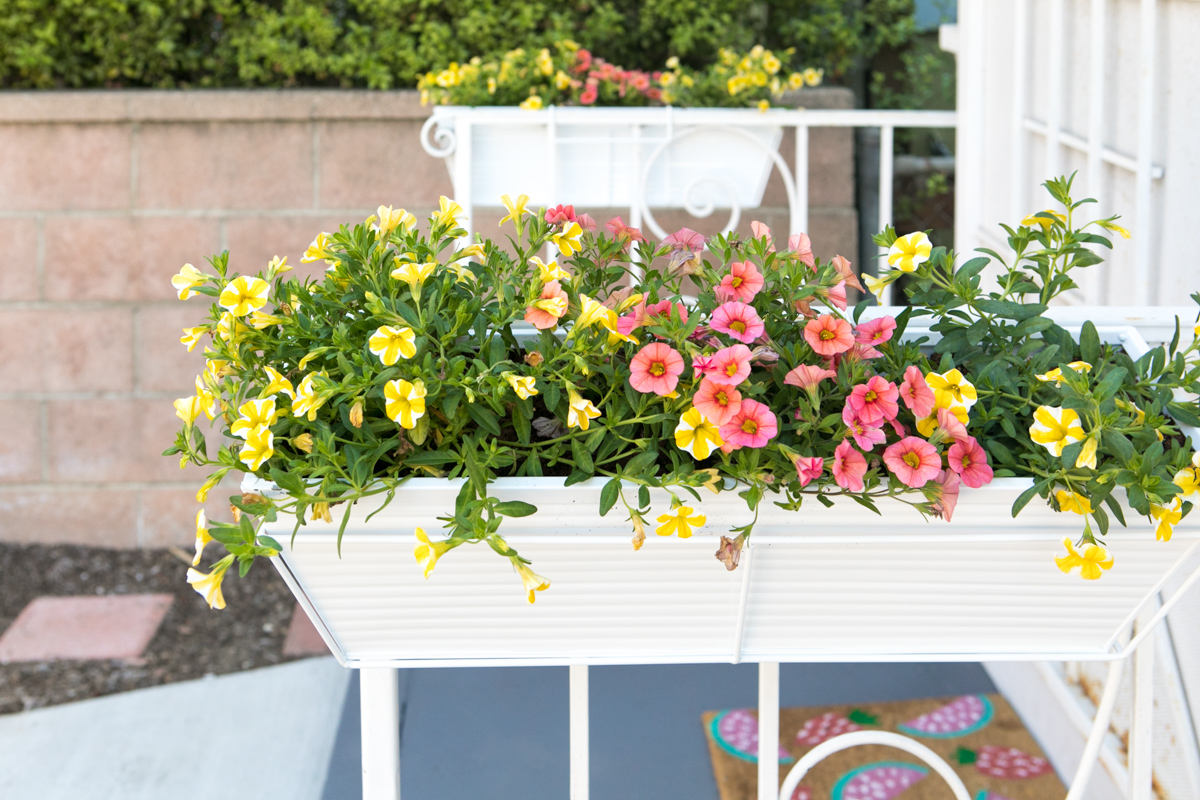 Grab a bag of potting soil on Amazon Prime and add some greenery to your home!
